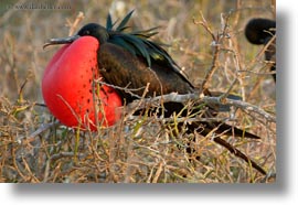 images/LatinAmerica/Ecuador/GalapagosIslands/Birds/Frigatebird/GreatFrigatebird/frigatbird-1.jpg