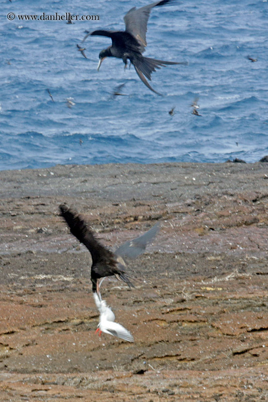 frigatebird-attacking-tropicbird.jpg