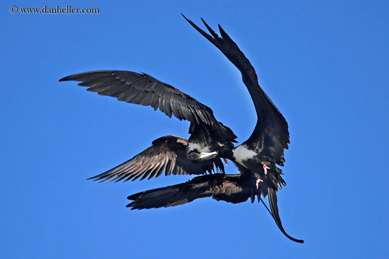 frigatebirds-fighting-in-air-03.jpg