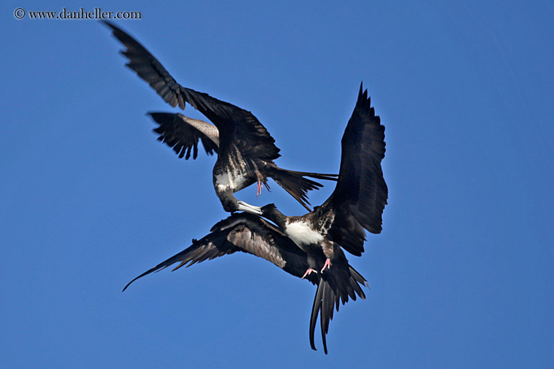 frigatebirds-fighting-in-air-04.jpg