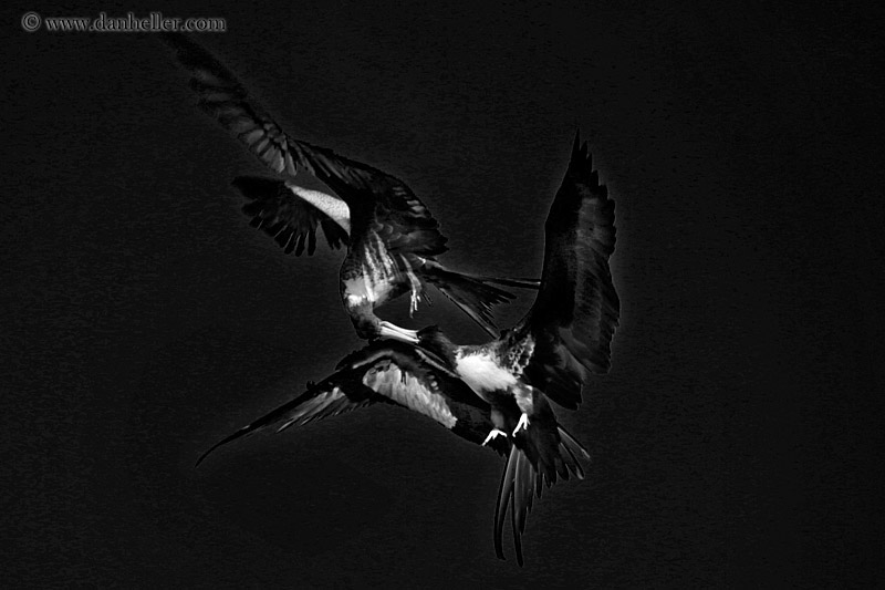 frigatebirds-fighting-in-air-04-bw.jpg