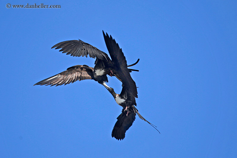 frigatebirds-fighting-in-air-05.jpg