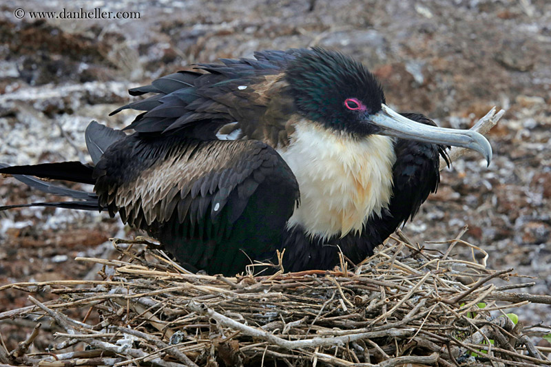 great-frigatebird-female-03.jpg