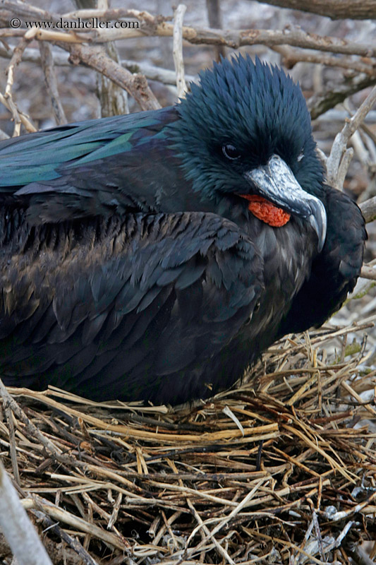 great-frigatebird-male-03.jpg