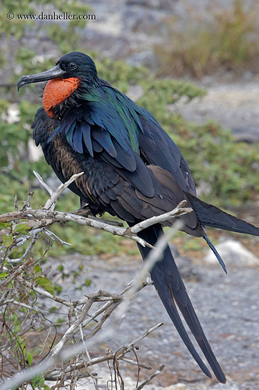 great-frigatebird-male-04.jpg