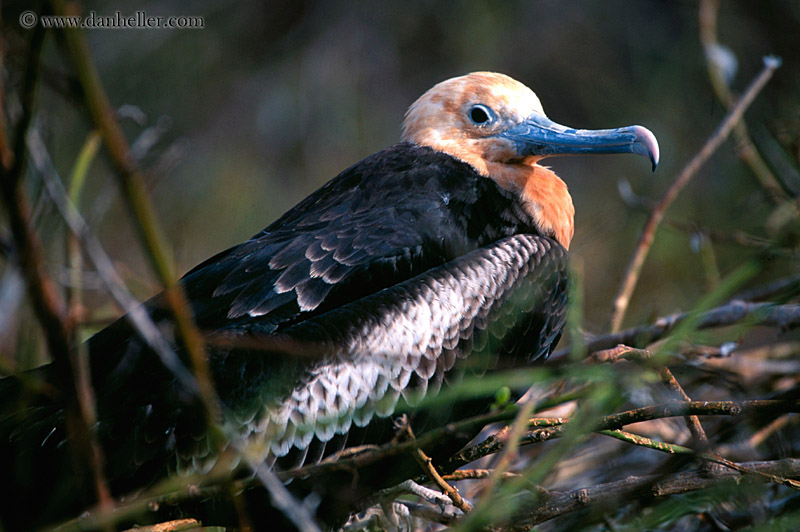 juveline-great-frigatebird-06.jpg