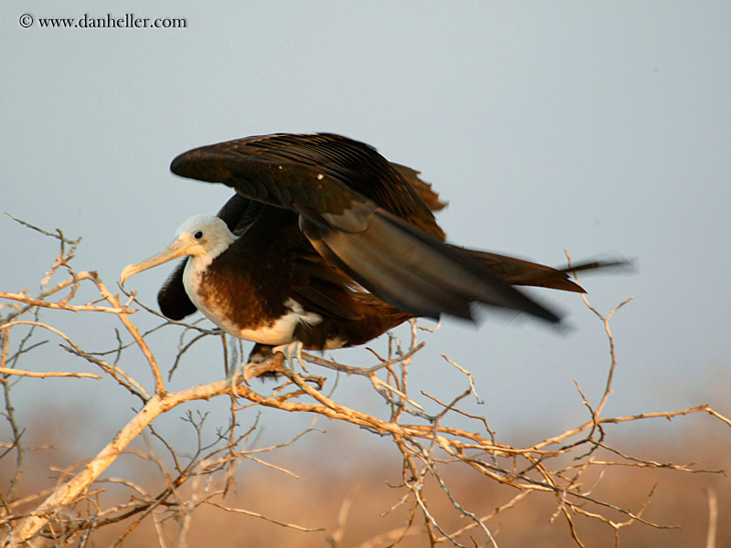 juveline-magnificent-frigatebird-03.jpg