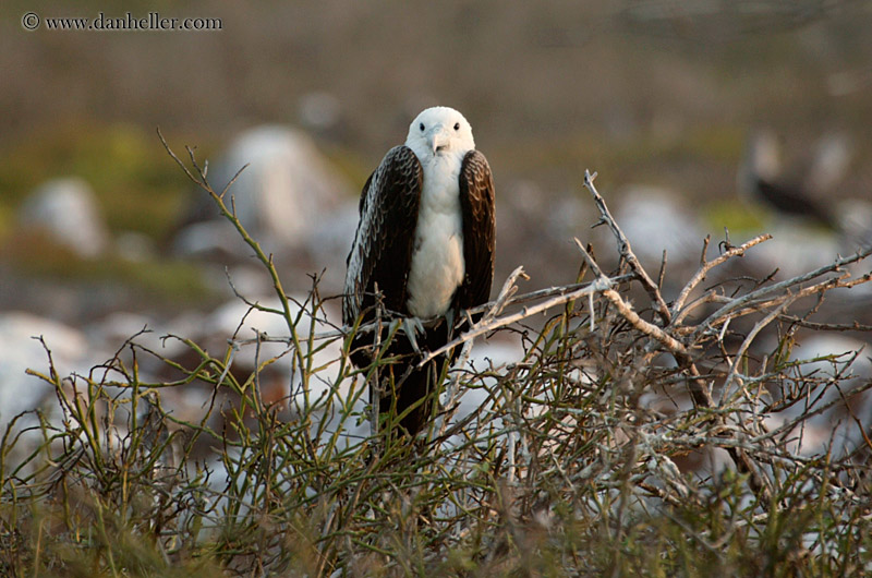 juveline-magnificent-frigatebird-05.jpg