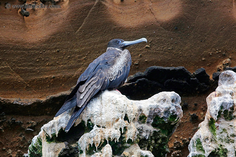 magnificent-frigatebird-01.jpg