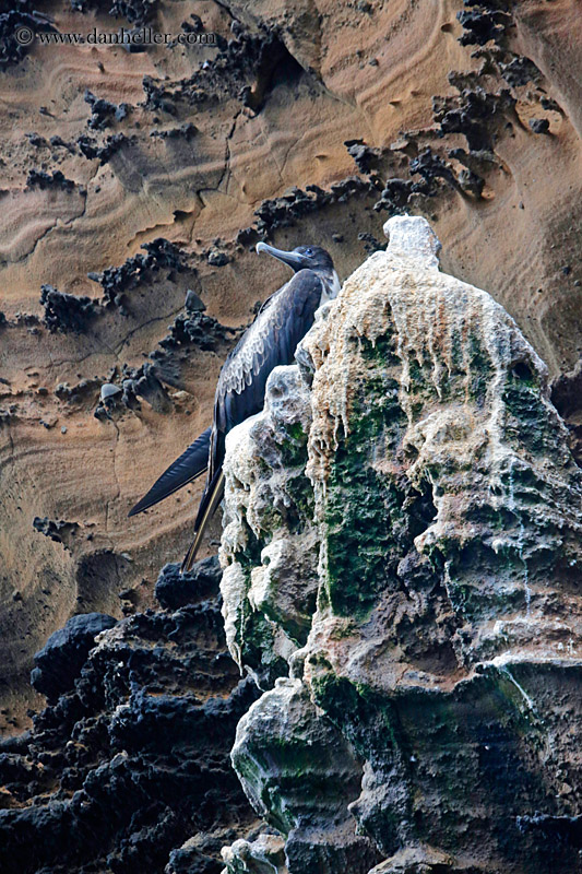 magnificent-frigatebird-04.jpg