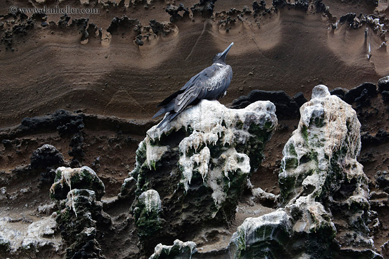 magnificent-frigatebird-06.jpg