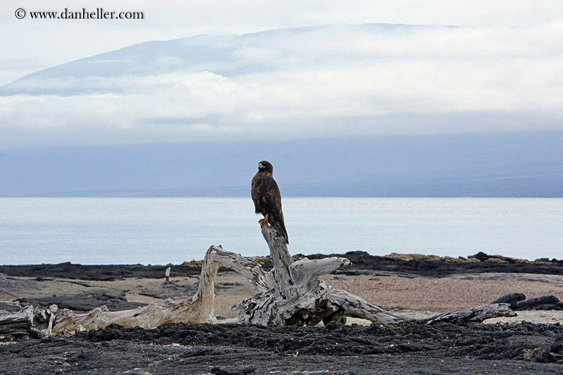 galapagos-hawk-03.jpg