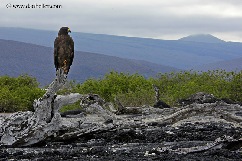 galapagos-hawk-06.jpg