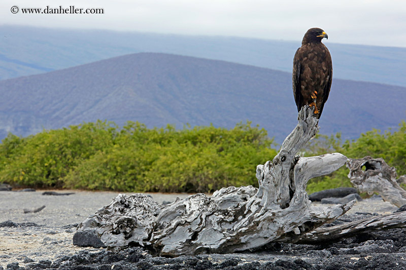 galapagos-hawk-07.jpg