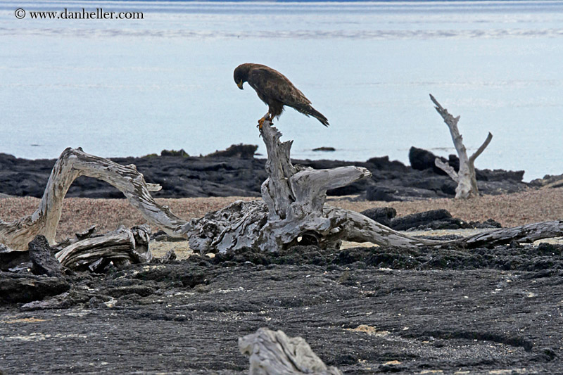 galapagos-hawk-10.jpg