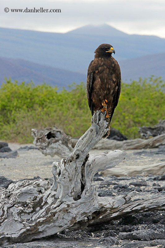 galapagos-hawk-13.jpg