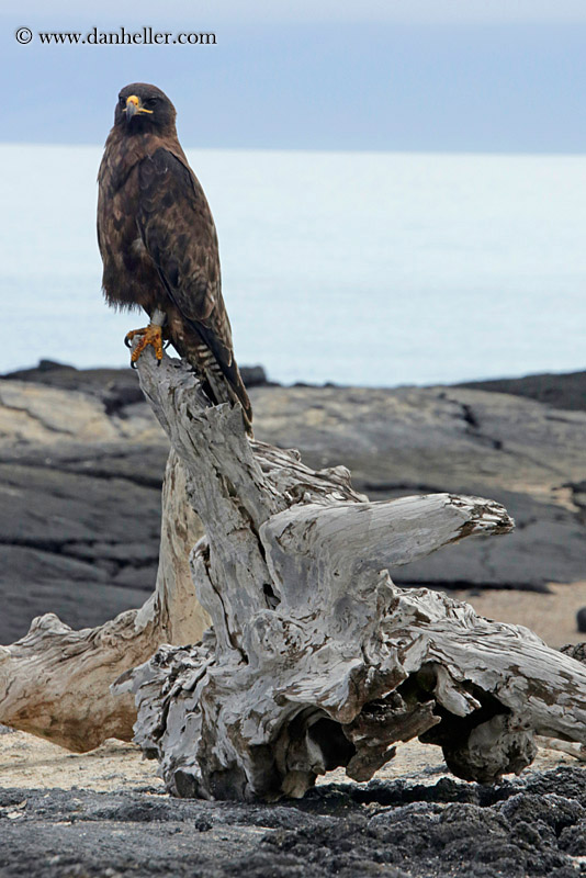 galapagos-hawk-15.jpg