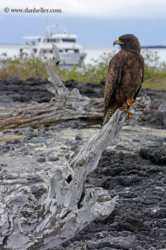 galapagos-hawk-18.jpg