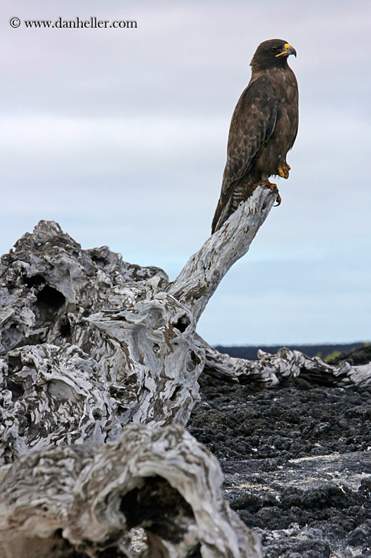 galapagos-hawk-19.jpg