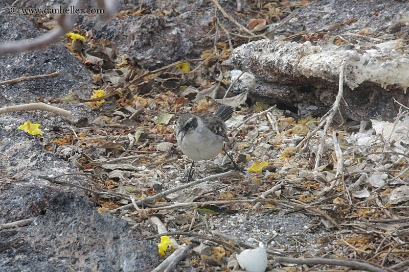 galapagos-mockingbird-02.jpg