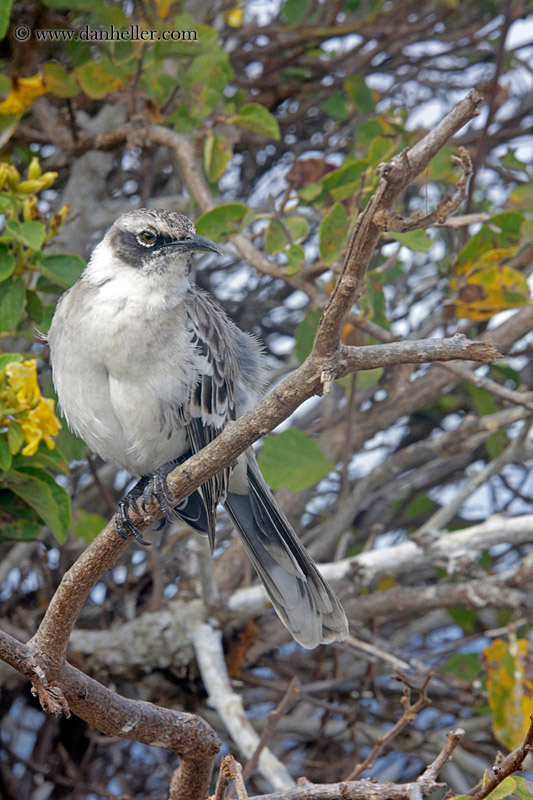 galapagos-mockingbird-06.jpg