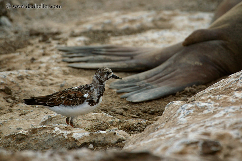 galapagos-mockingbird-08.jpg