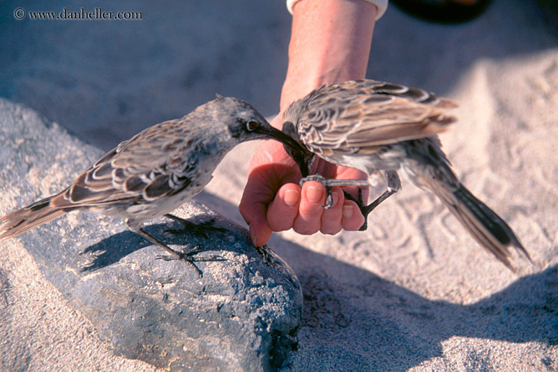 galapagos-mockingbird-09.jpg