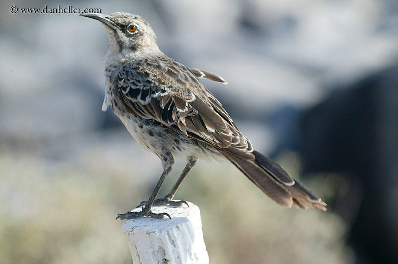 galapagos-mockingbird-10.jpg