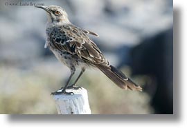 images/LatinAmerica/Ecuador/GalapagosIslands/Birds/GalapagosMockingbird/galapagos-mockingbird-10.jpg