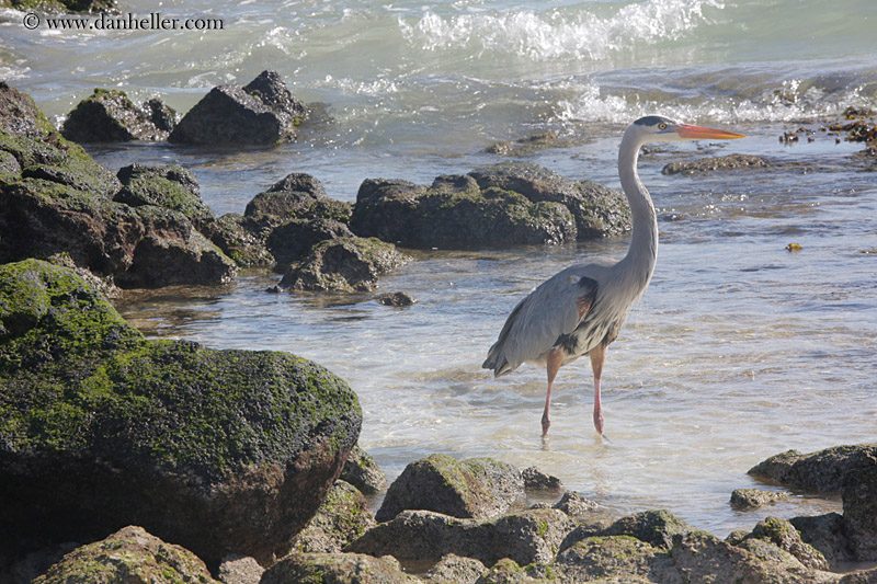 galapagos-blue-heron-05.jpg