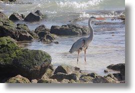 images/LatinAmerica/Ecuador/GalapagosIslands/Birds/GreatBlueHeron/galapagos-blue-heron-05.jpg
