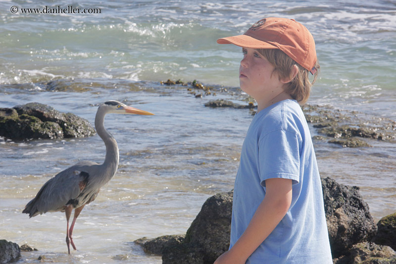 galapagos-blue-heron-06.jpg