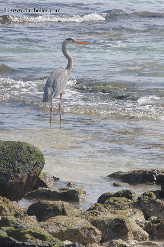 galapagos-blue-heron-07.jpg