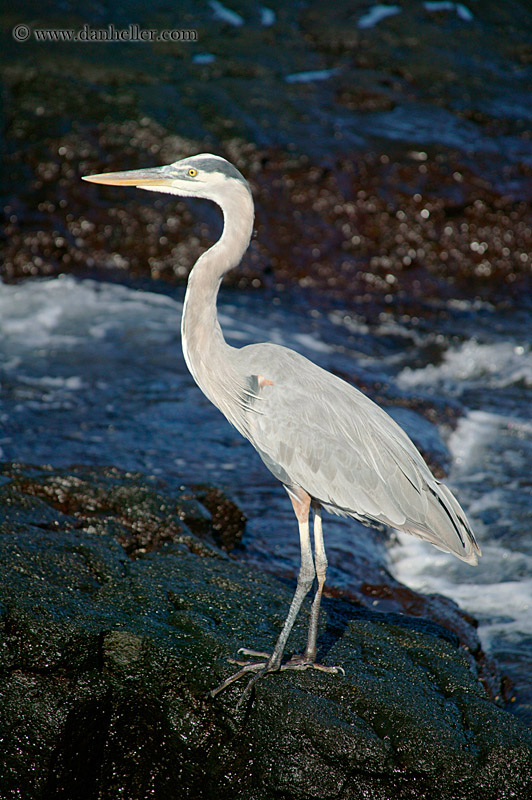 galapagos-blue-heron-09.jpg