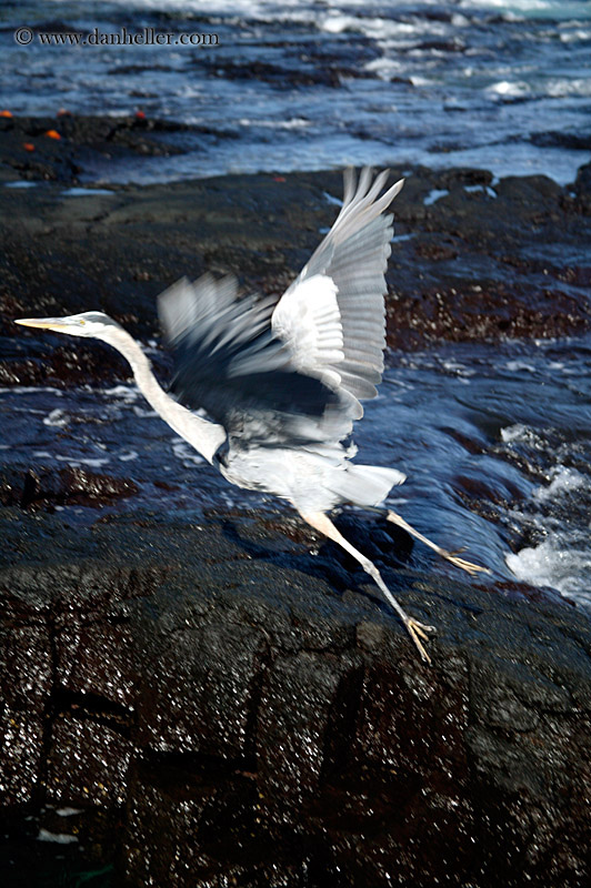 galapagos-blue-heron-10.jpg