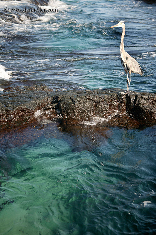 galapagos-blue-heron-11.jpg