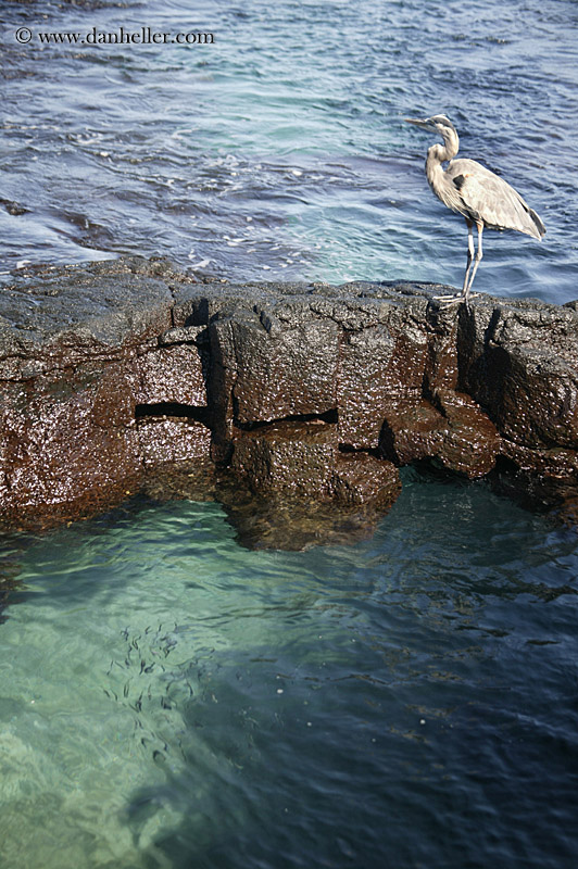 galapagos-blue-heron-12.jpg