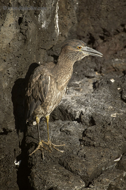 galapagos-blue-heron-14.jpg