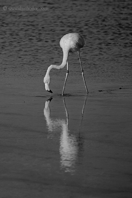 greater-flamingo-01-bw.jpg