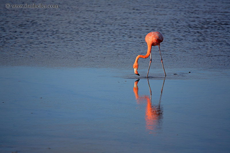 greater-flamingo-02.jpg