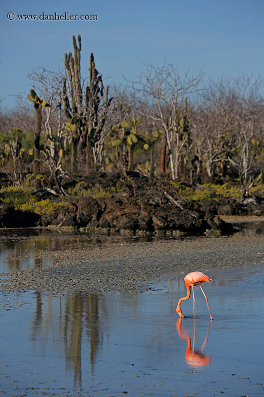 greater-flamingo-03.jpg