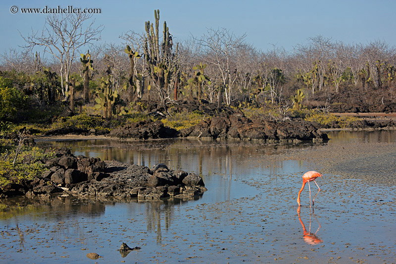 greater-flamingo-04.jpg