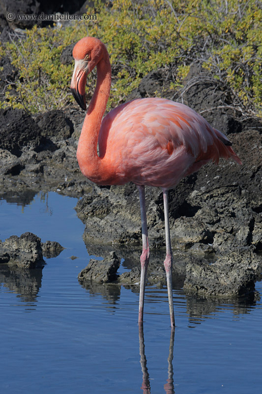 greater-flamingo-05.jpg