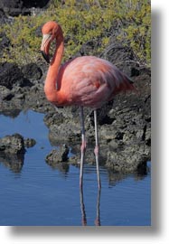 images/LatinAmerica/Ecuador/GalapagosIslands/Birds/GreaterFlamingo/greater-flamingo-05.jpg