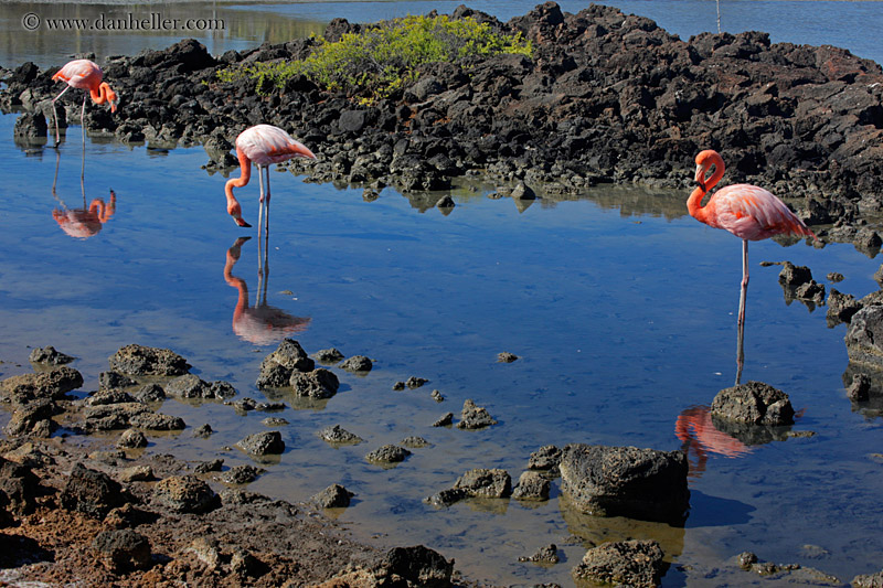 greater-flamingo-06.jpg