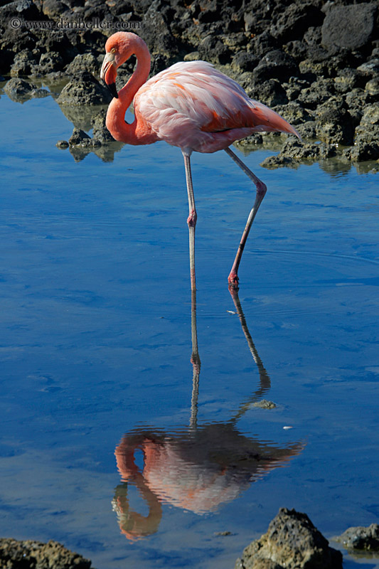 greater-flamingo-08.jpg