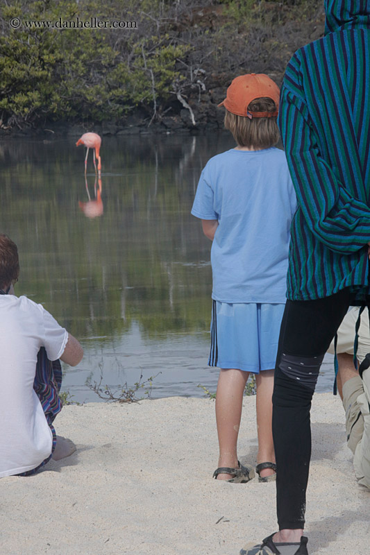 jack-n-greater-flamingo.jpg