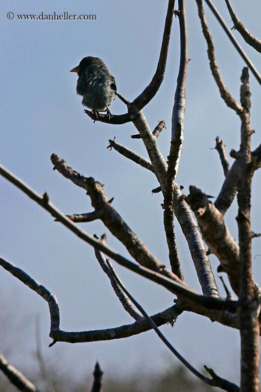 cactus-finch-01.jpg