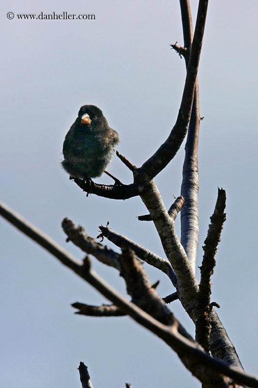 cactus-finch-02.jpg