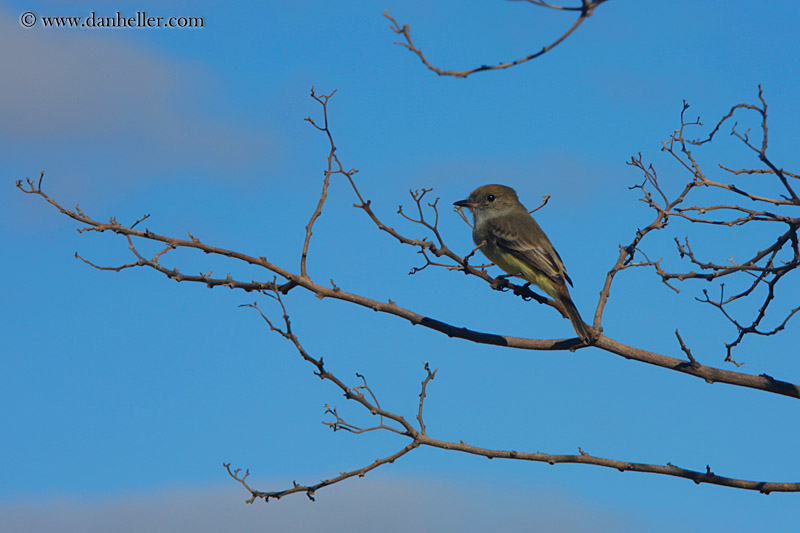 galapagos-flycatcher-02.jpg